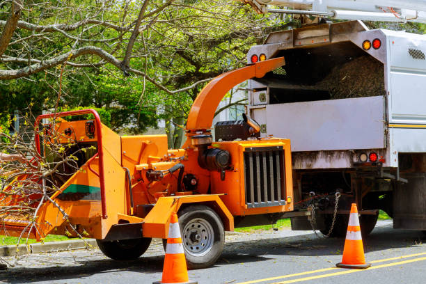 Reliable Twin Falls, ID Tree Services Solutions